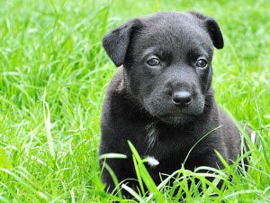 Mehr corporate responsibility ist nicht möglich! Tue Gutes für Tiere oder die Umwelt, mit Firmenevents!