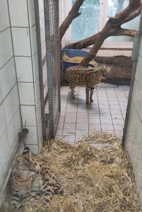 Wildkatzen